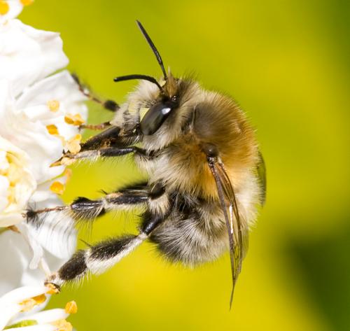 Anthophora plumipes