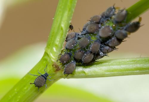 Réf. 30 496 : Aphis sambuci