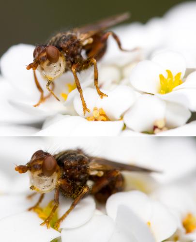 Myopa sp.