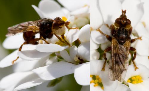 Myopa sp.