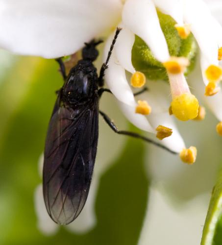 Dilophus febrilis