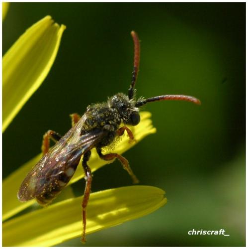 Réf. 30 123 : Nomada alboguttata
