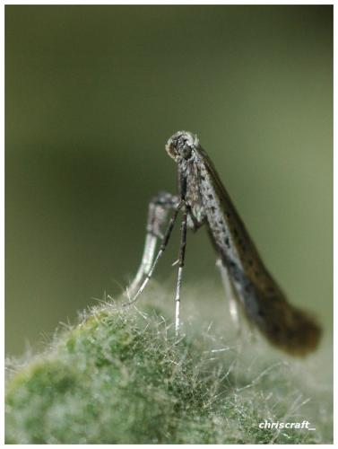 Aspilapteryx tringipennella