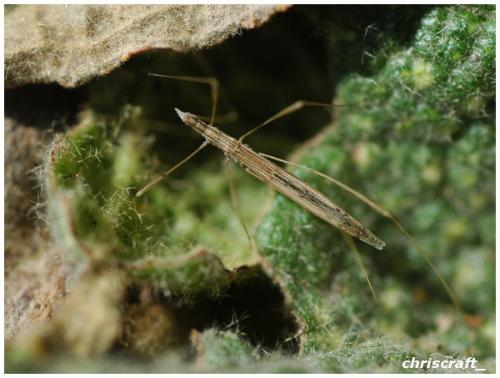 Réf. 30 182 : Neides tipularius
