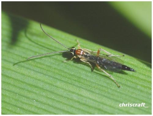 Réf. 30 462 : Tromatobia lineatoria