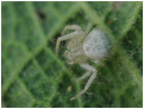Heriaeus sp.