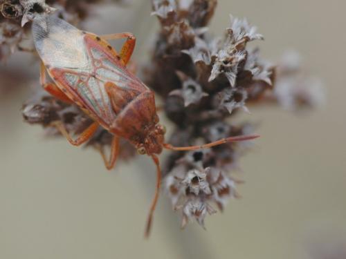 Stictopleurus sp.
