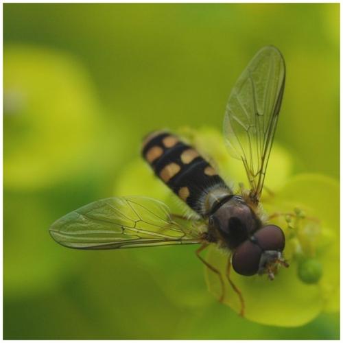 Epistrophella euchroma