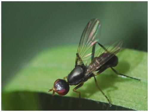 Nemopoda nitidula