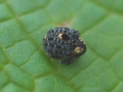 Cionus tuberculosus
