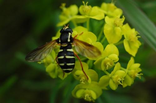 Philhelius citrofasciatum