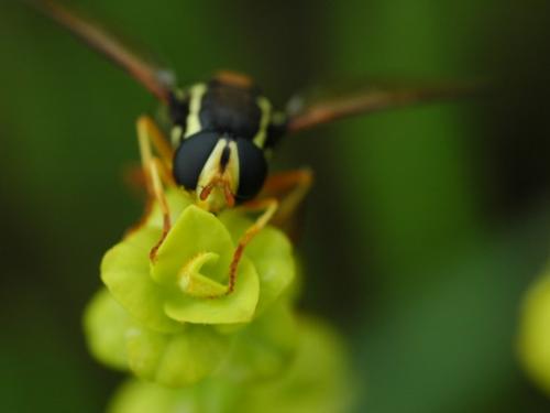 Philhelius citrofasciatum