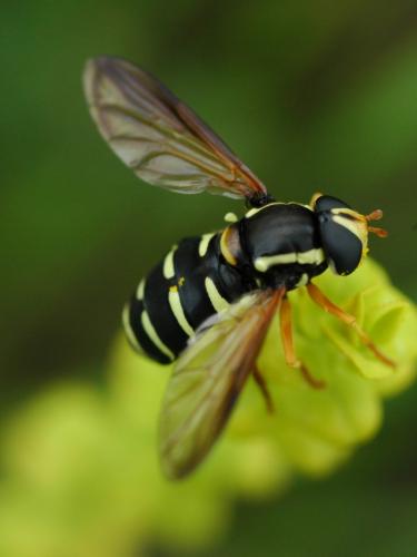 Philhelius citrofasciatum
