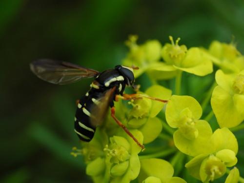 Réf. 30 953 : Philhelius citrofasciatum
