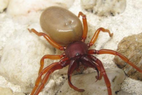 Réf. 30 178 : Dysdera sp.
