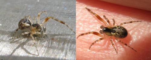 Anelosimus sp.