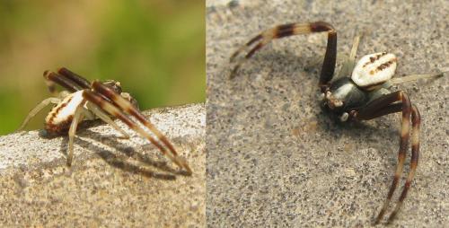 Misumena vatia