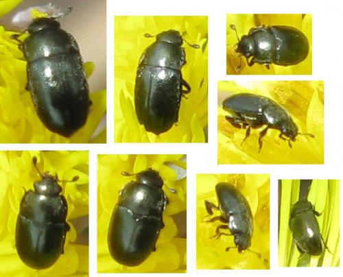 Meligethes sp.
