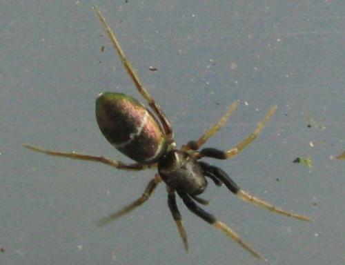 Micaria sp.