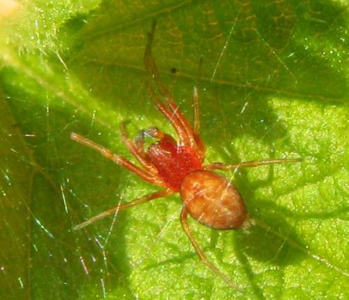 Réf. 30 966 : Nigma sp.