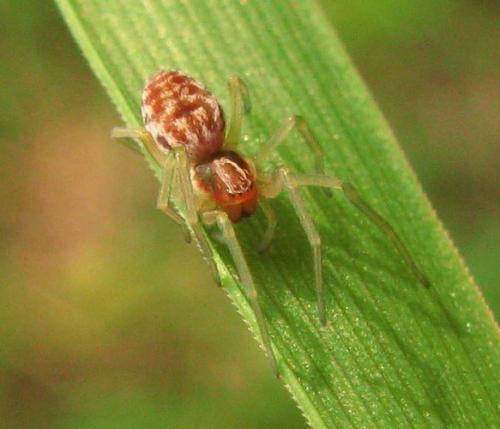 Réf. 30 965 : Nigma sp.