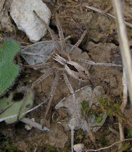 Thanatus sp.
