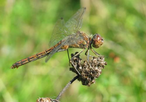 Réf. 30 163 : Sympetrum vulgatum