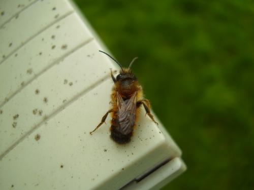 Osmia sp.