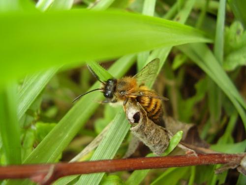 Osmia sp.