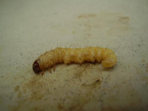 Hepialus humuli