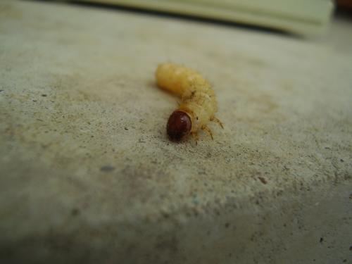 Hepialus humuli