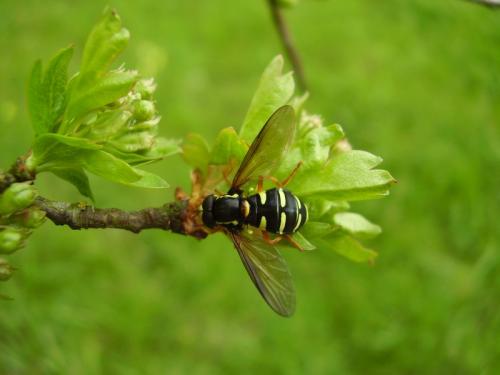 Philhelius citrofasciatum