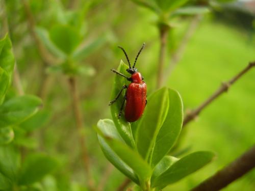 Réf. 30 931 : Lilioceris lilii