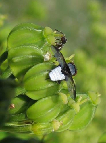 Milichia speciosa