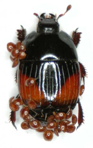 Réf. 30 041 : Atholus bimaculatus