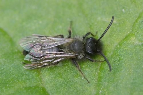 Réf. 30 064 : Andrena sp.