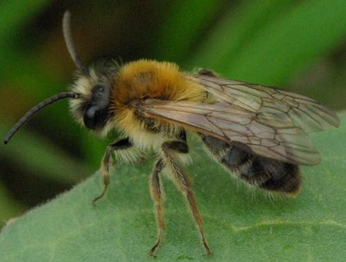 Andrena nitida