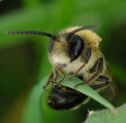 Andrena nitida