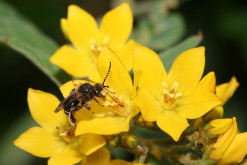 Macropis europaea