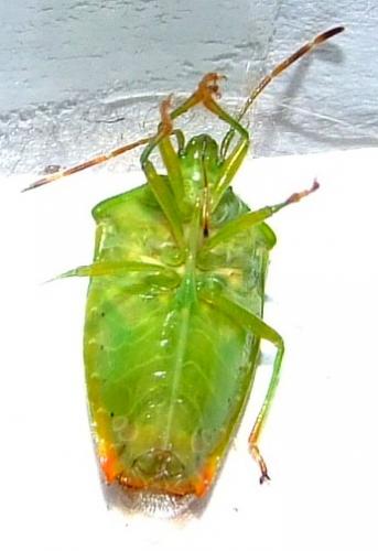 Elasmostethus interstinctus