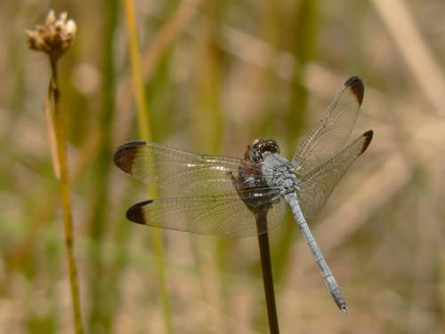 Réf. 30 581 : Uracis imbuta