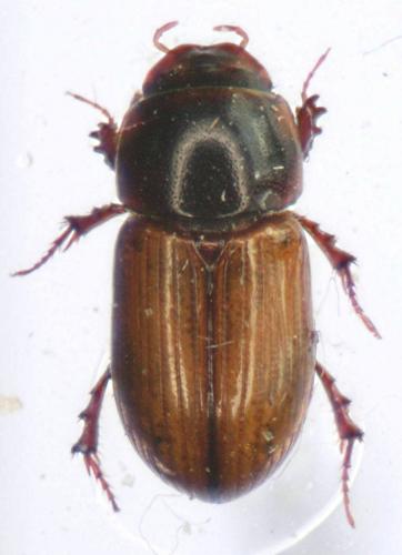 Bodiloides ictericus