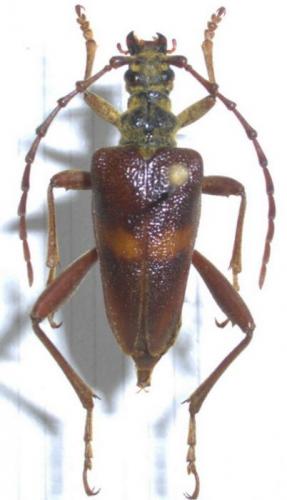 Réf. 30 932 : Akimerus schaefferi