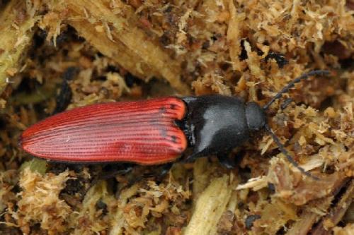 Réf. 30 832 : Ampedus sanguineus