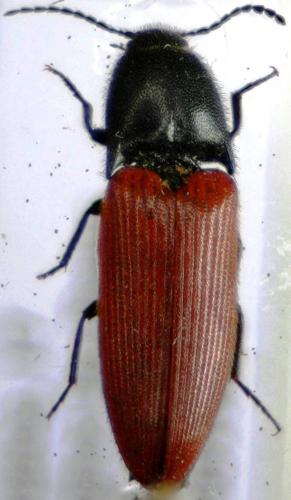 Réf. 30 276 : Ampedus sanguineus