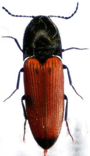 Réf. 30 275 : Ampedus elongatulus