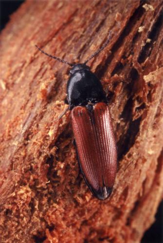 Réf. 30 641 : Ampedus pomorum