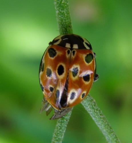 Réf. 30 017 : Anatis ocellata