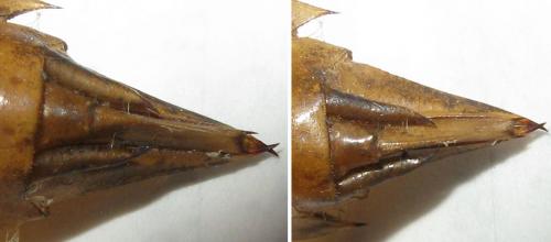 Anax imperator