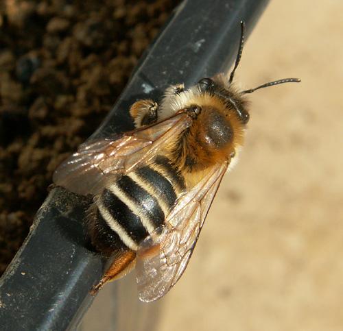Andrena gravida